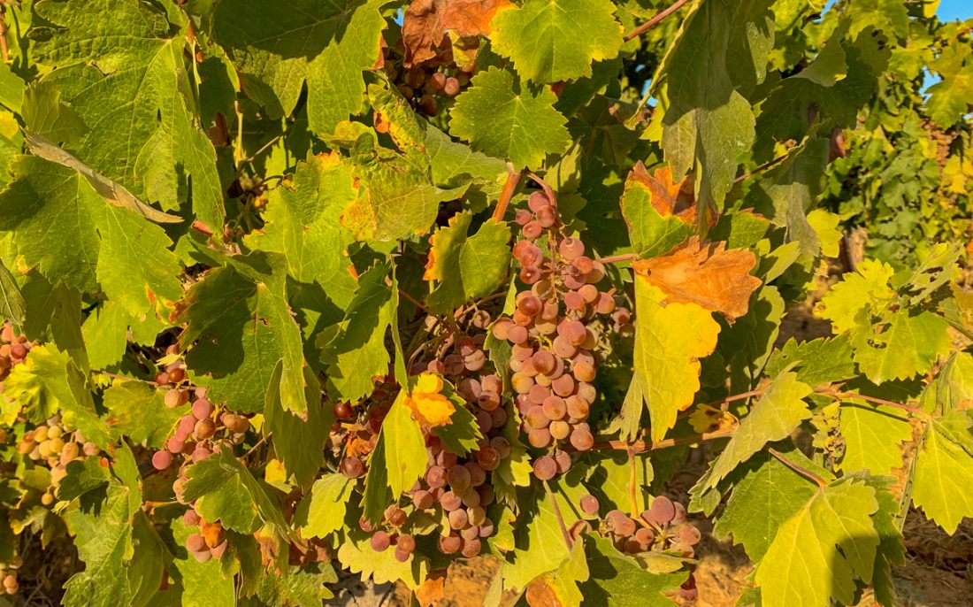 Georgiadis canteen wines grapes roditis